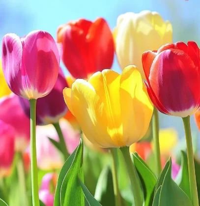 Flowers
